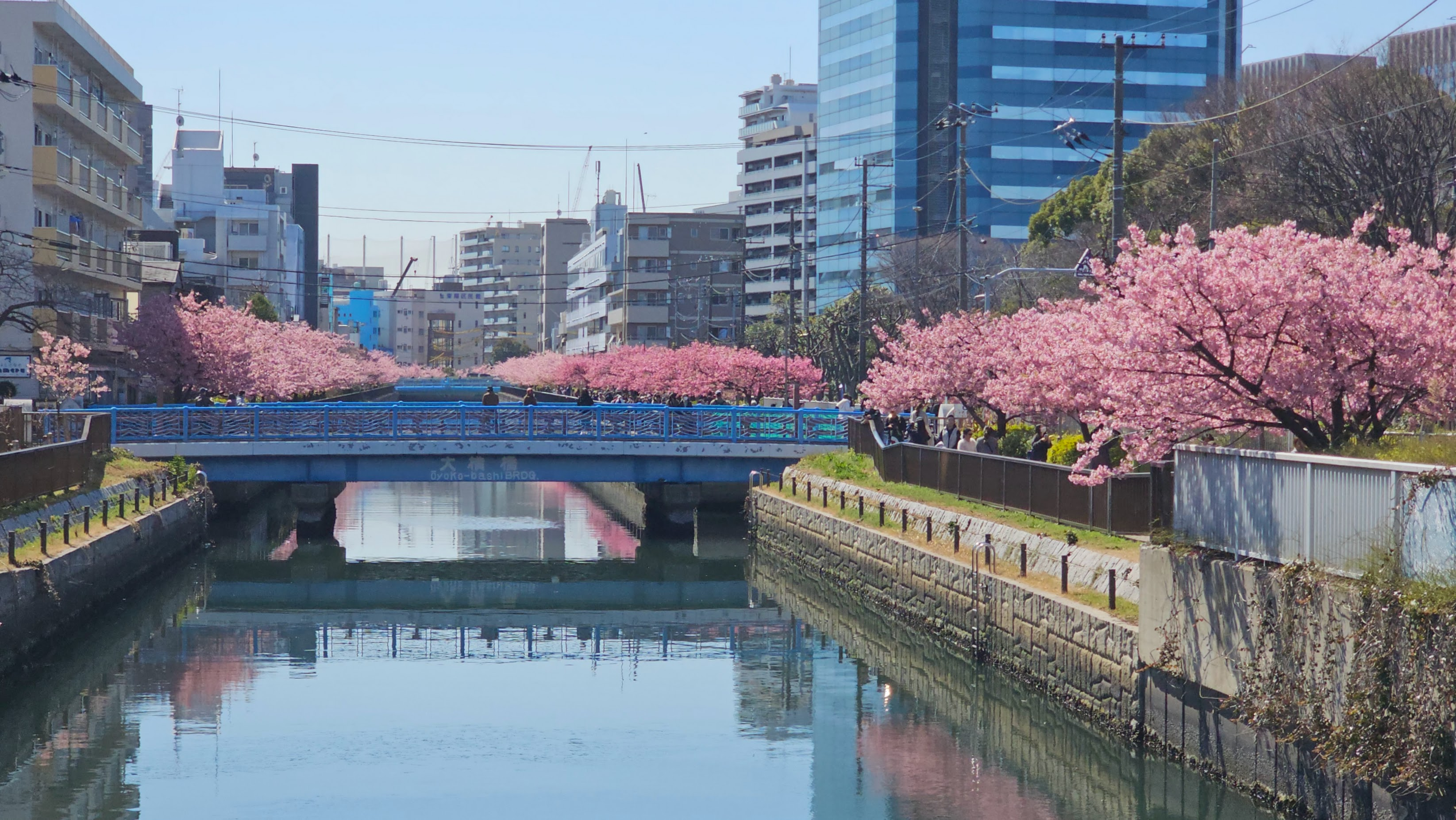sakura-1.png