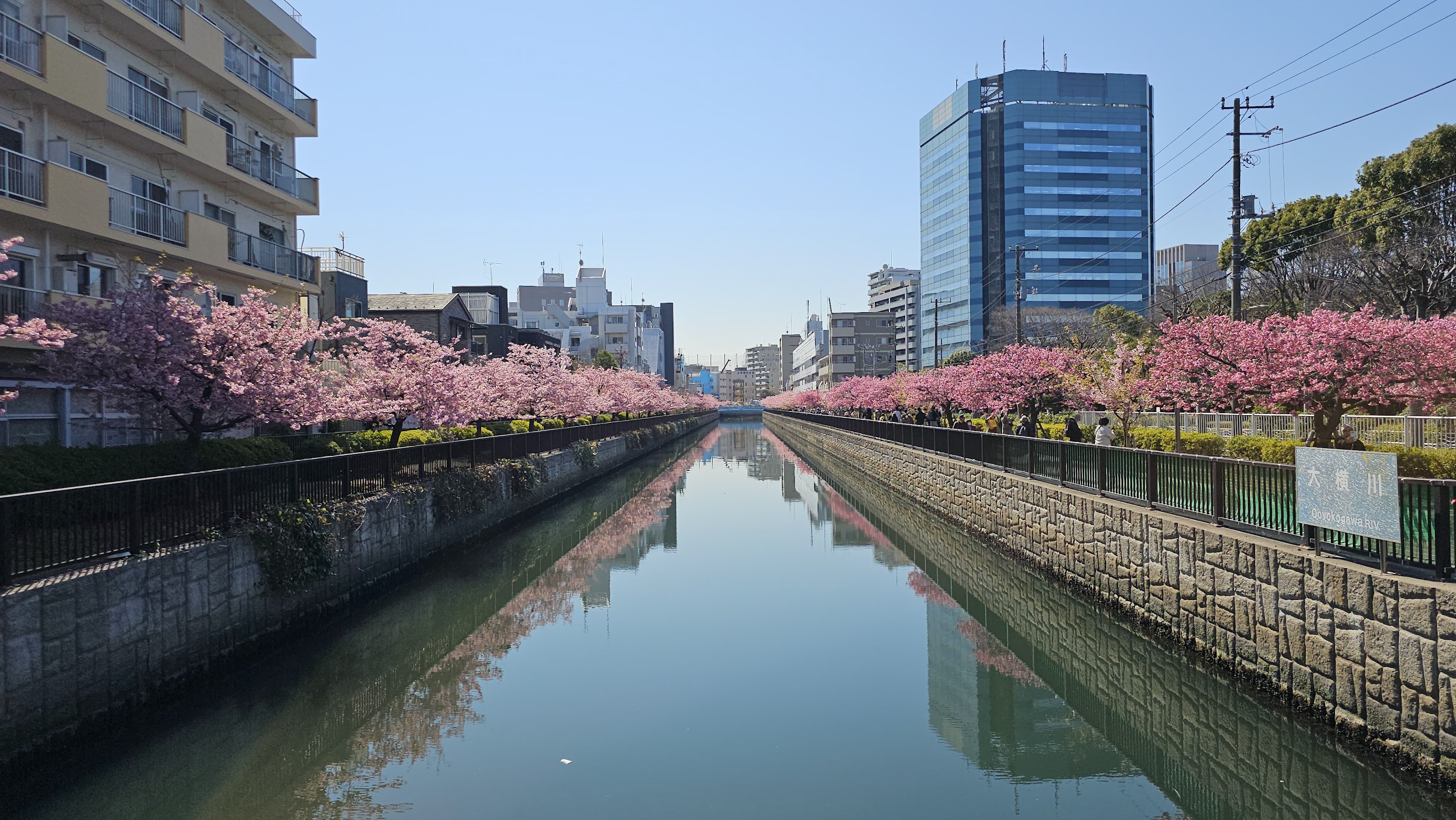 sakura-2.png